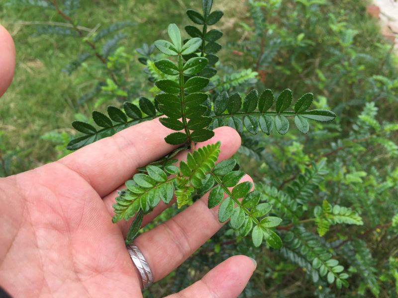 新采清香木种子现采青香木种籽冷库储存清香木树驱蚊香草提神