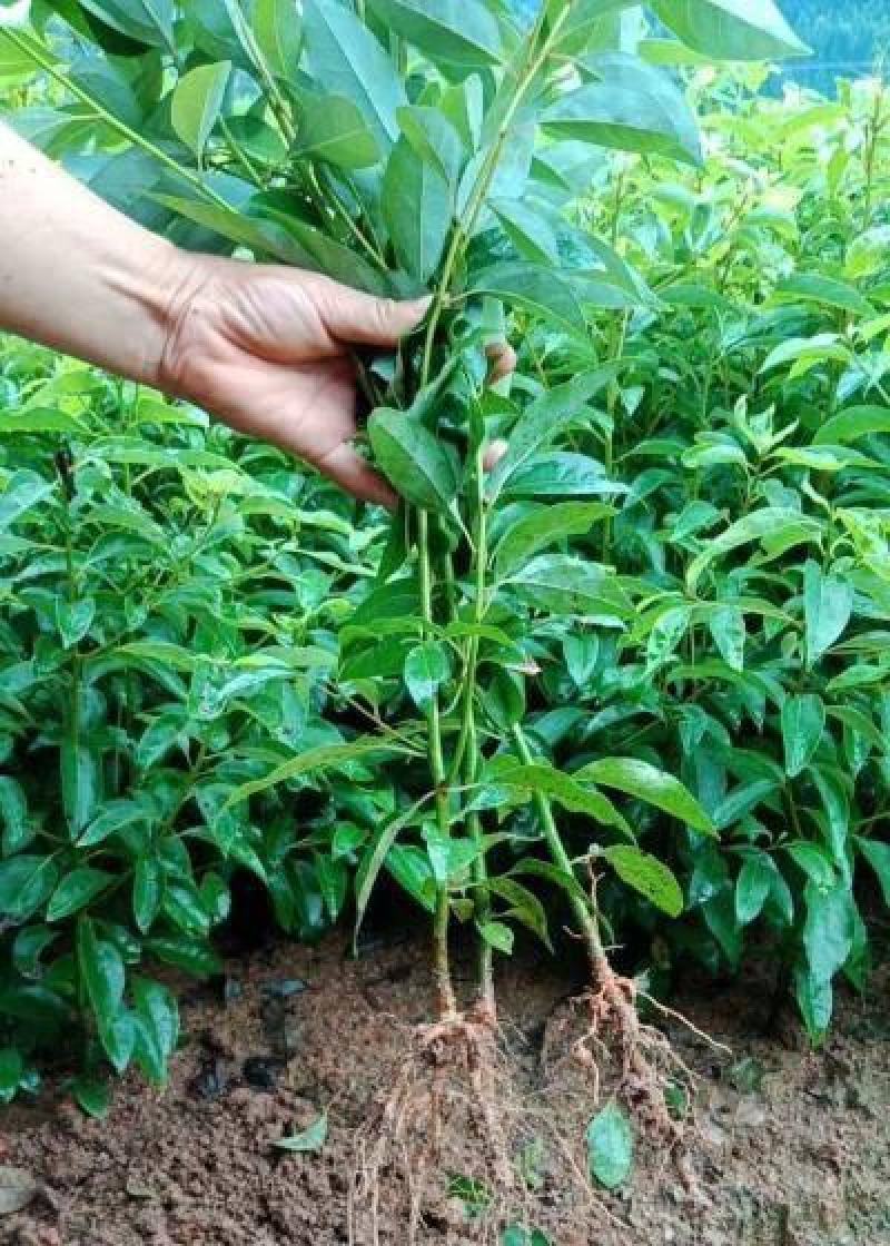 香樟树苗绿化苗木驱蚊虫植物四季常青小叶香樟盆栽地栽