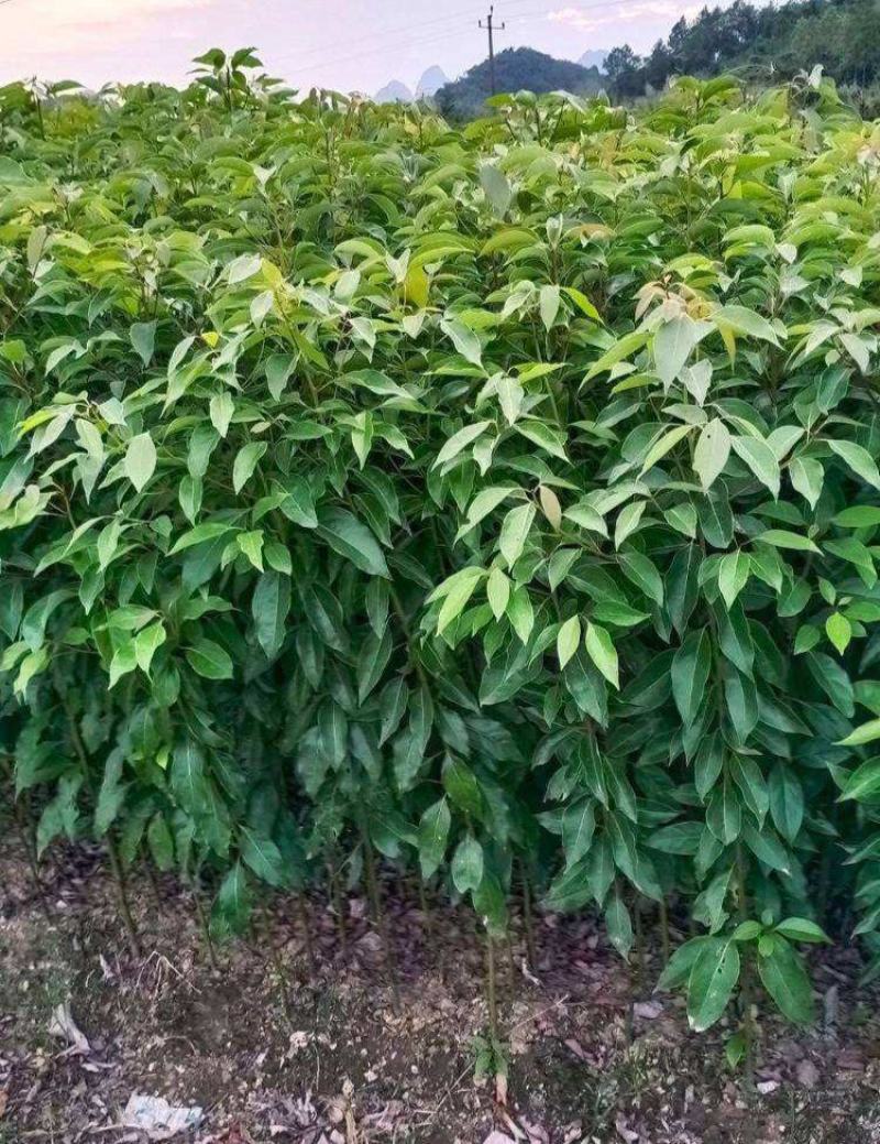 香樟树苗绿化苗木驱蚊虫植物四季常青小叶香樟盆栽地栽