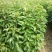 香樟树苗绿化苗木驱蚊虫植物四季常青小叶香樟盆栽地栽