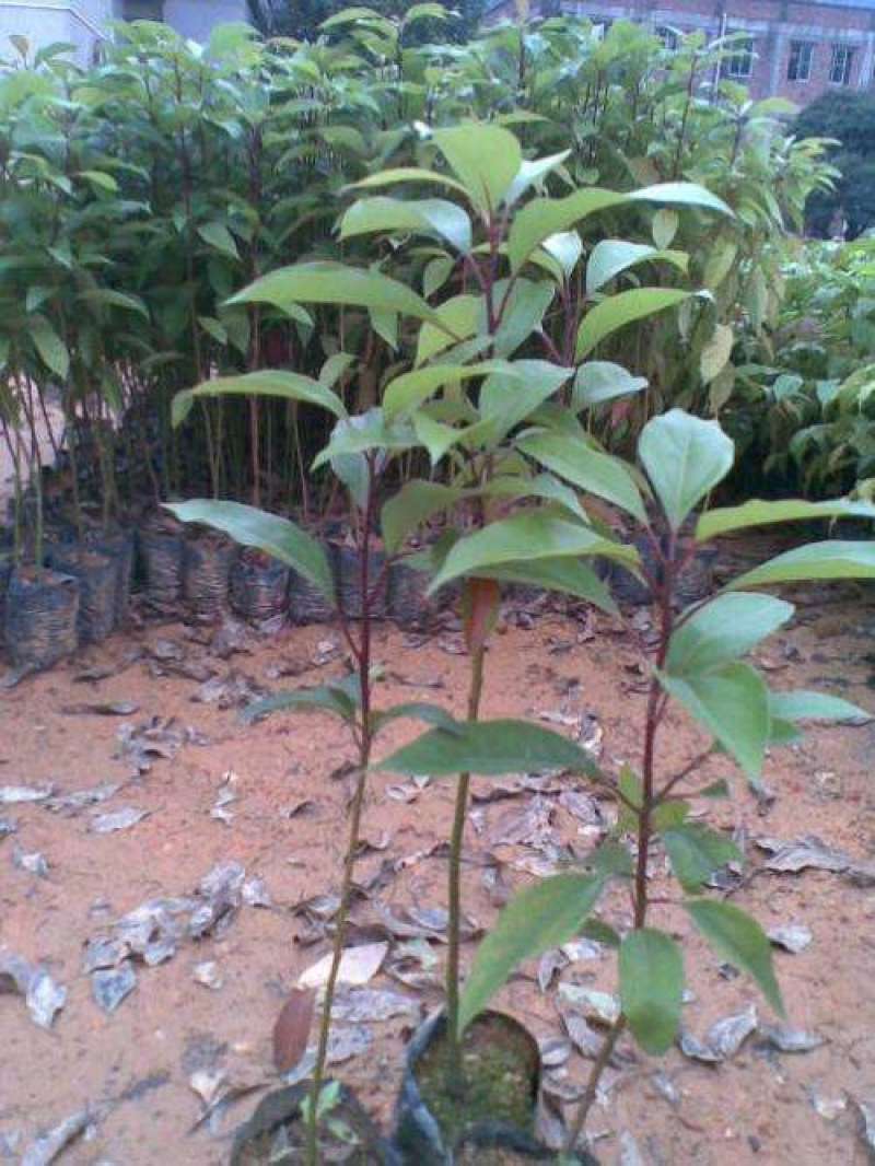 香樟树苗绿化苗木驱蚊虫植物四季常青小叶香樟盆栽地栽