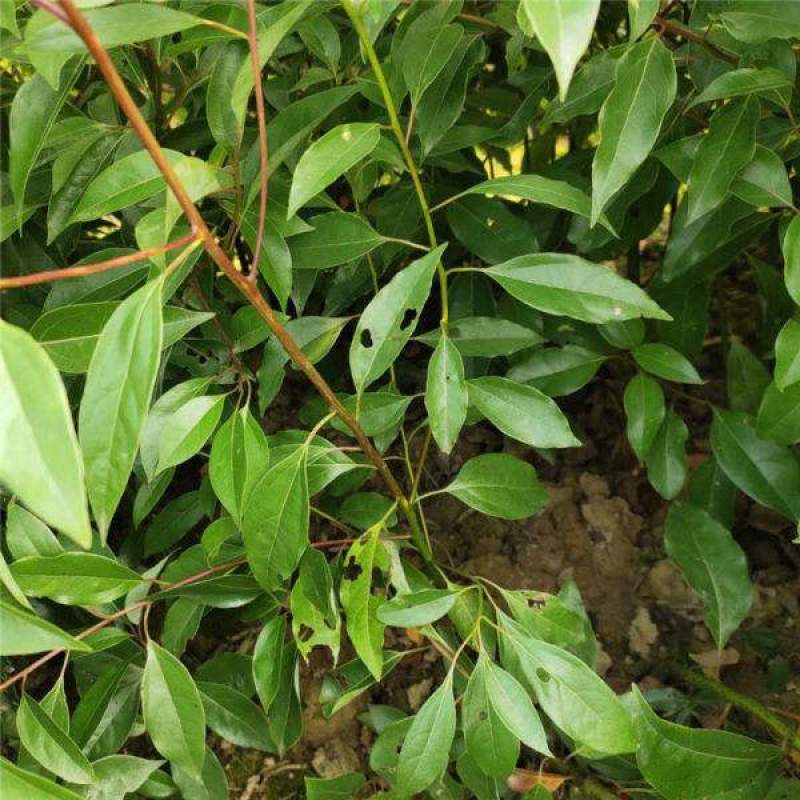 香樟树苗绿化苗木驱蚊虫植物四季常青小叶香樟盆栽地栽