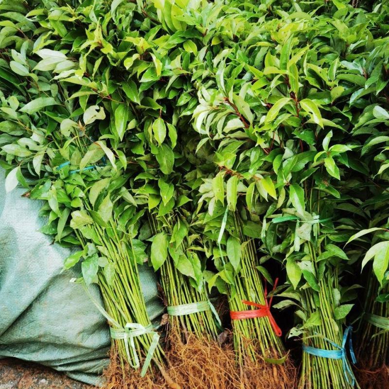 香樟树苗绿化苗木驱蚊虫植物四季常青小叶香樟盆栽地栽