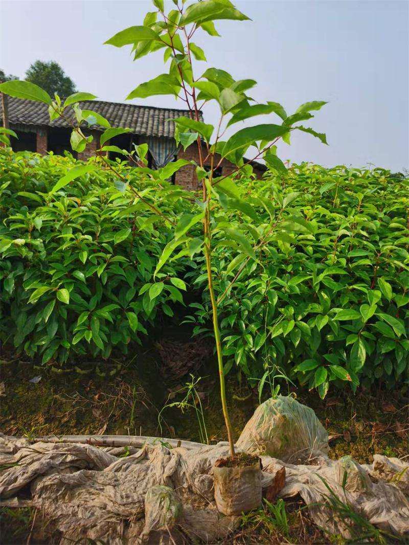 香樟树苗绿化苗木驱蚊虫植物四季常青小叶香樟盆栽地栽