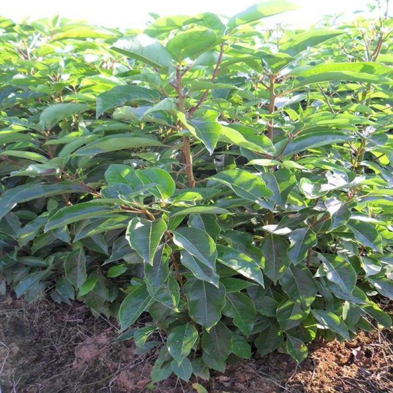 香樟树苗绿化苗木驱蚊虫植物四季常青小叶香樟盆栽地栽