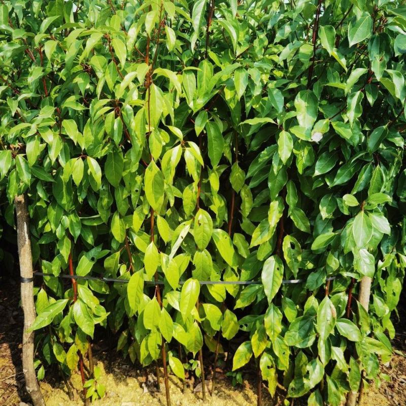 香樟树苗绿化苗木驱蚊虫植物四季常青小叶香樟盆栽地栽