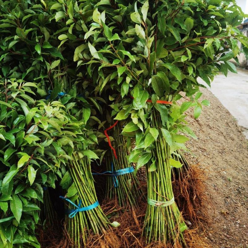 香樟树苗绿化苗木驱蚊虫植物四季常青小叶香樟盆栽地栽