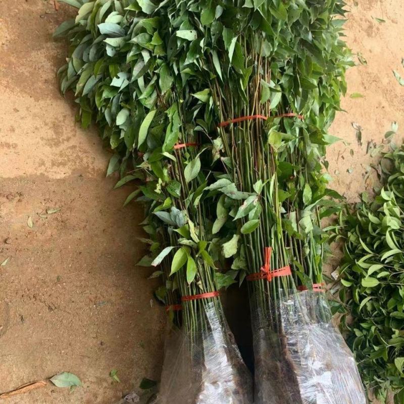 香樟树苗绿化苗木驱蚊虫植物四季常青小叶香樟盆栽地栽