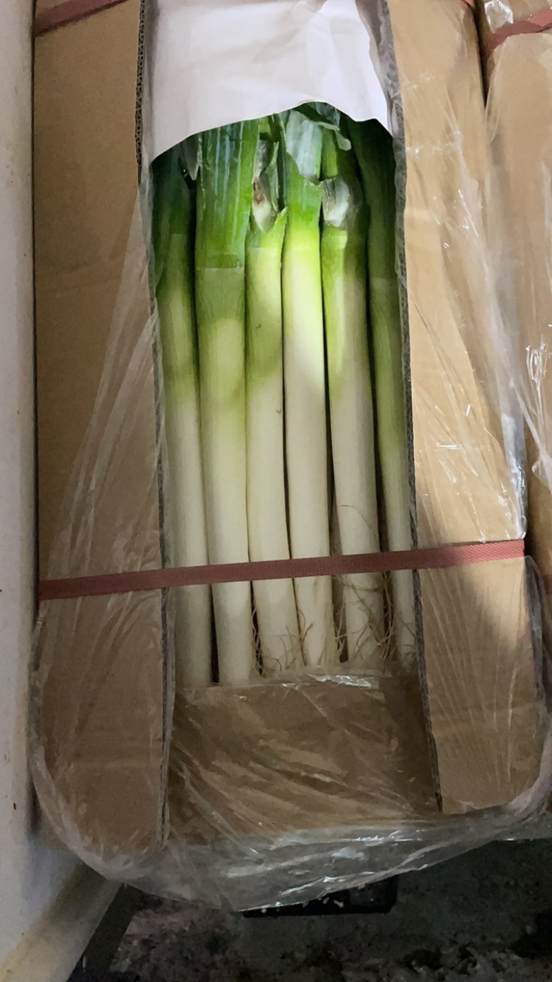 福建大葱，铁杆大葱，箱葱，网葱，支持各种包装
