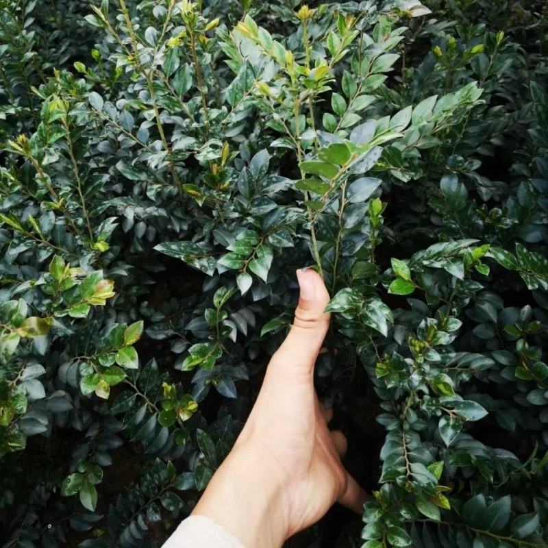 正宗黑骨茶树苗黑骨香树苗枫港柿盆栽盆景四季常青耐寒造景