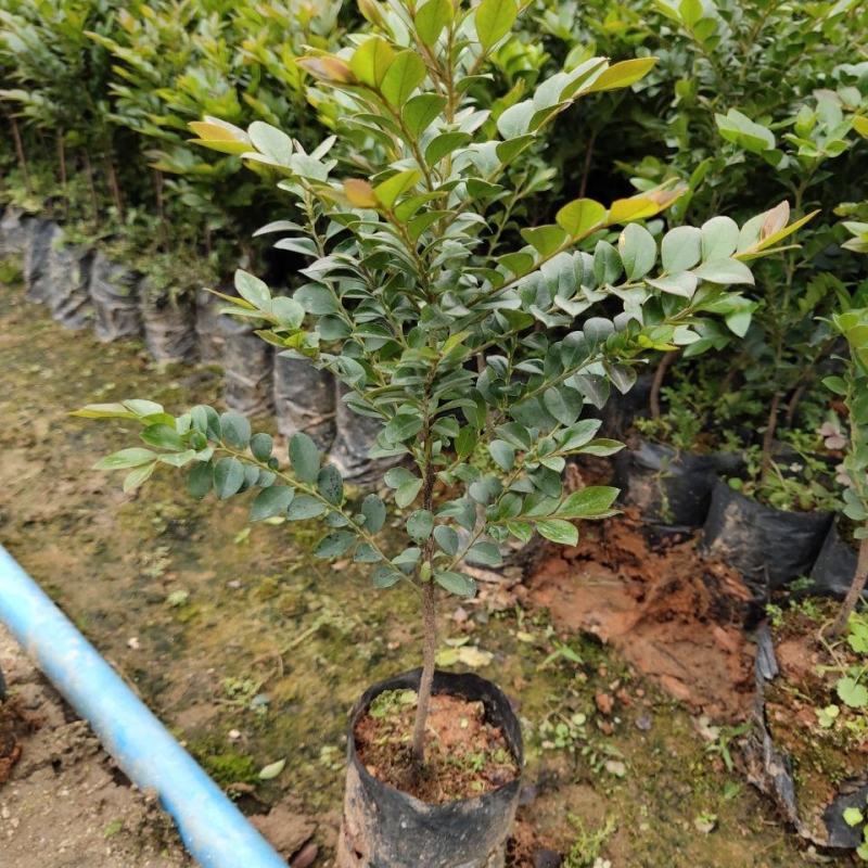 正宗黑骨茶树苗黑骨香树苗枫港柿盆栽盆景四季常青耐寒造景