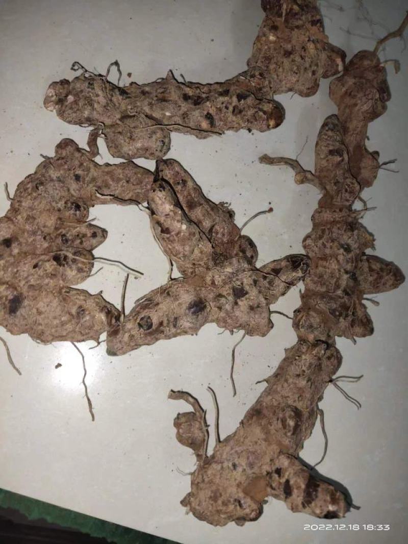 野生土茯苓，