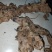 野生土茯苓，