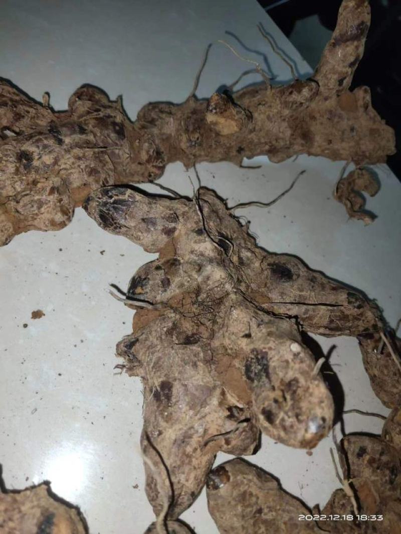 野生土茯苓，