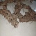 野生土茯苓，