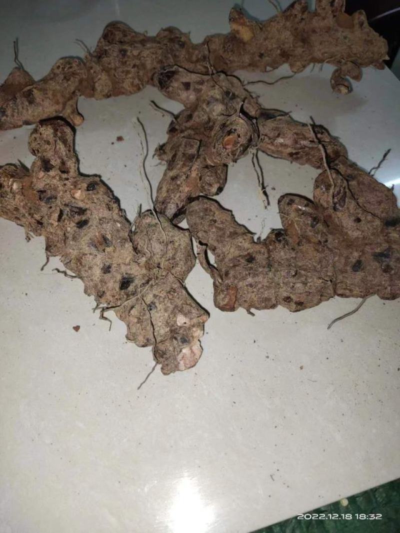 野生土茯苓，