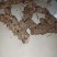 野生土茯苓，