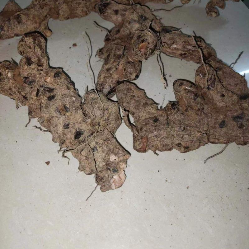 野生土茯苓，