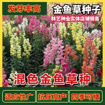 金鱼草籽种四季花种好养易活花海公园庭院观赏