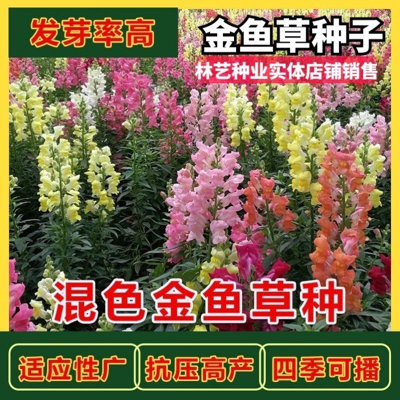 金鱼草籽种四季花种好养易活花海公园庭院观赏