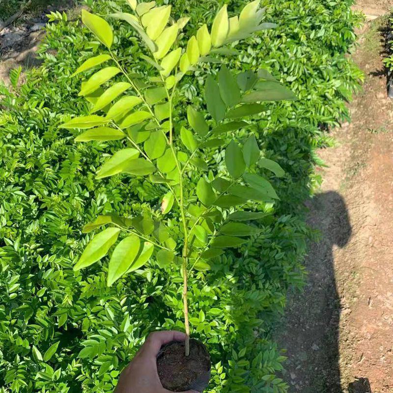 海南黄花梨树苗正宗降香黄檀名贵木材树种子花卉庭院苗木