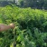 海南黄花梨树苗正宗降香黄檀名贵木材树种子花卉庭院苗木