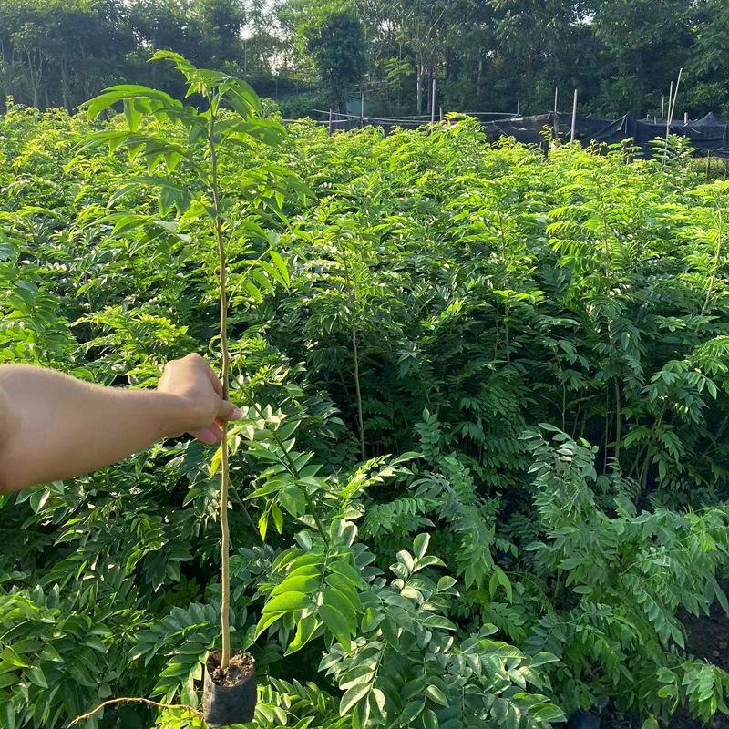 海南黄花梨树苗正宗降香黄檀名贵木材树种子花卉庭院苗木