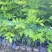 海南黄花梨树苗正宗降香黄檀名贵木材树种子花卉庭院苗木