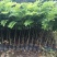 海南黄花梨树苗正宗降香黄檀名贵木材树种子花卉庭院苗木