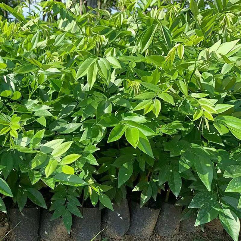 海南黄花梨树苗正宗降香黄檀名贵木材树种子花卉庭院苗木