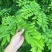 海南黄花梨树苗正宗降香黄檀名贵木材树种子花卉庭院苗木