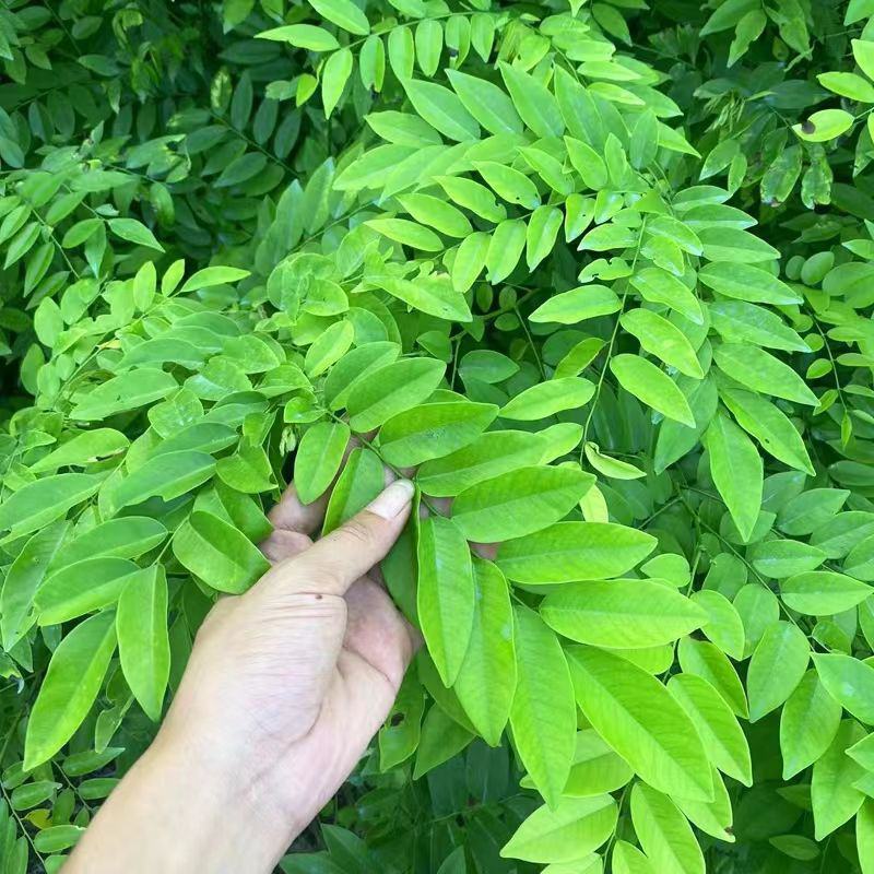 海南黄花梨树苗正宗降香黄檀名贵木材树种子花卉庭院苗木