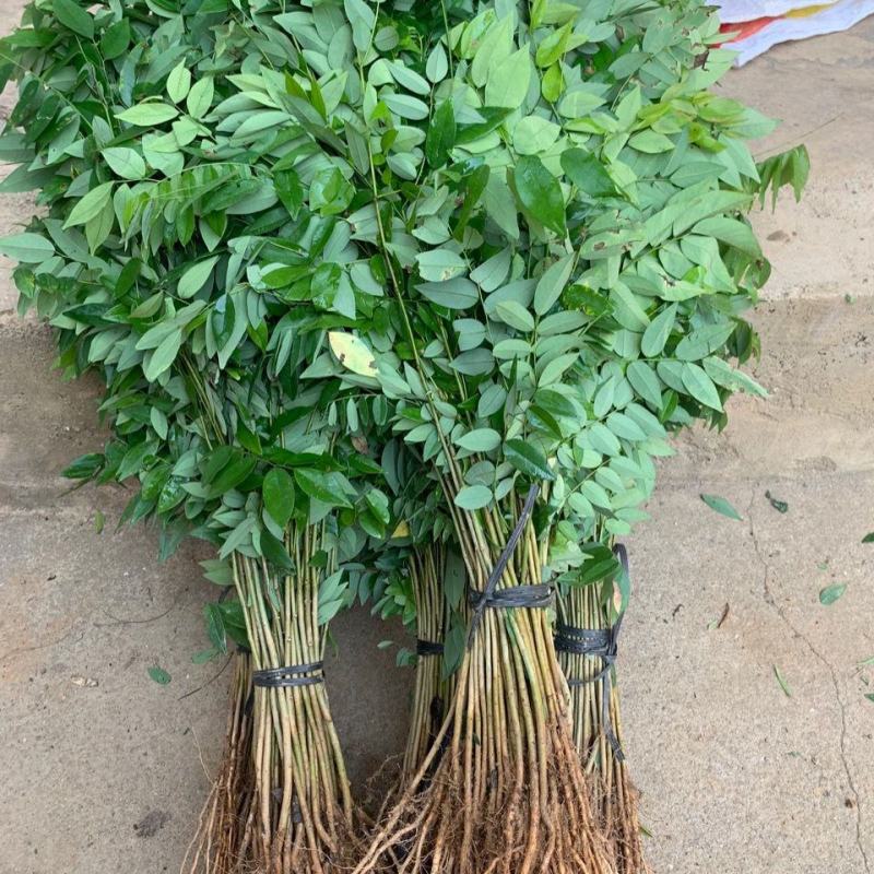 海南黄花梨树苗正宗降香黄檀名贵木材树种子花卉庭院苗木