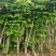 海南黄花梨树苗正宗降香黄檀名贵木材树种子花卉庭院苗木