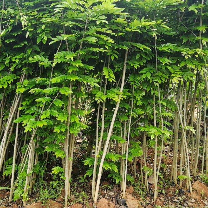 海南黄花梨树苗正宗降香黄檀名贵木材树种子花卉庭院苗木