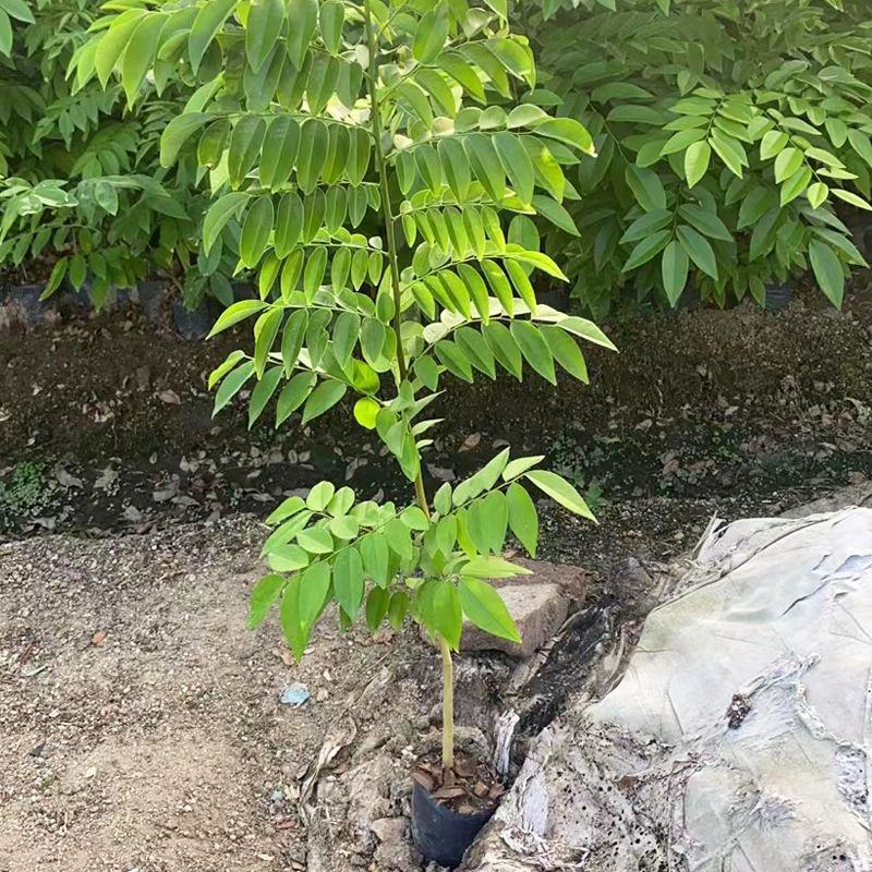 海南黄花梨树苗正宗降香黄檀名贵木材树种子花卉庭院苗木