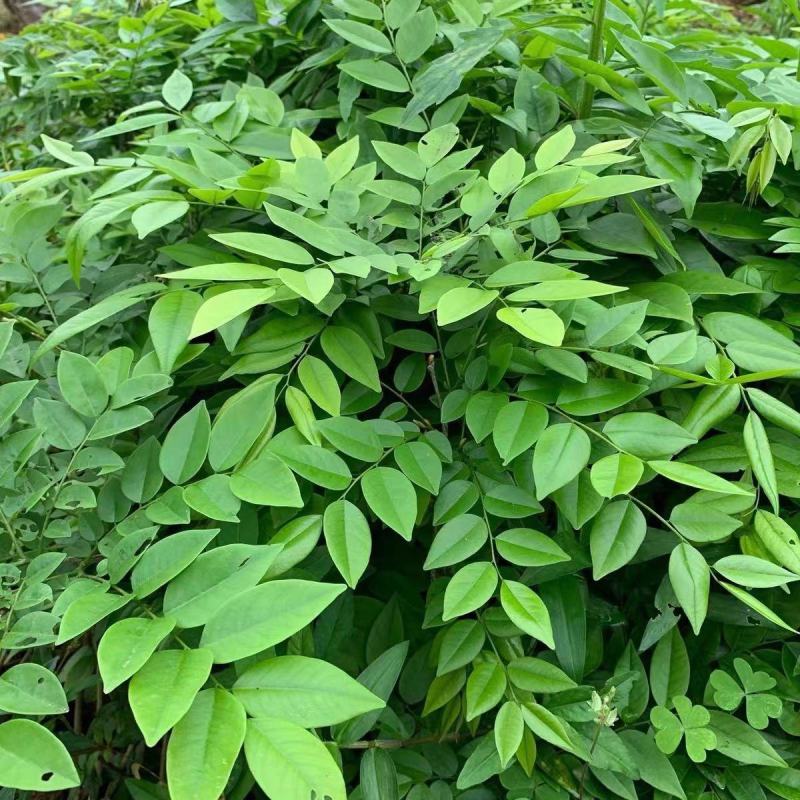 海南黄花梨树苗正宗降香黄檀名贵木材树种子花卉庭院苗木