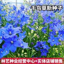 千鸟草种子小花飞燕草花种子籽耐寒庭院野花阳台盆栽四季