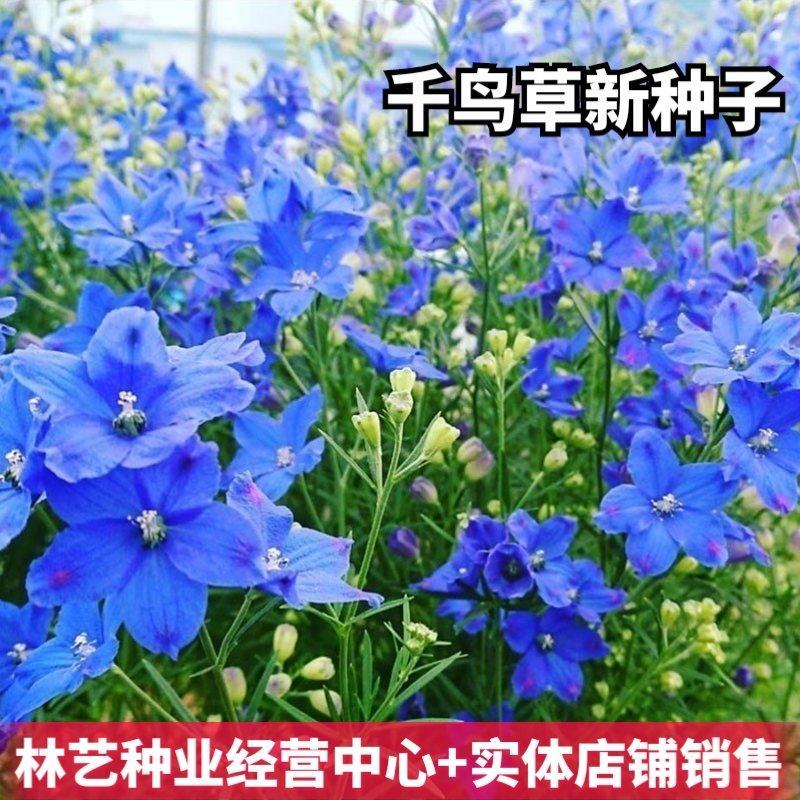 千鸟草种子小花飞燕草花种子籽耐寒庭院野花阳台盆栽四季