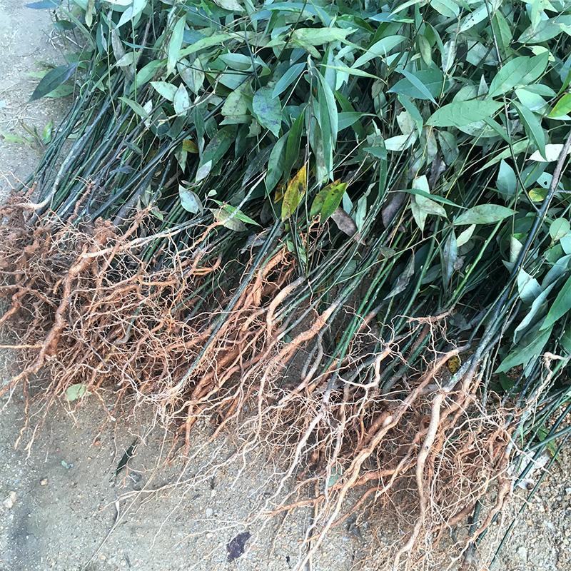 木姜子树苗香料煮鱼辣椒酱新鲜山鸡椒树四川贵州木浆子树
