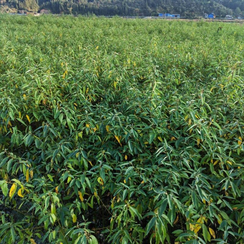 木姜子树苗香料煮鱼辣椒酱新鲜山鸡椒树四川贵州木浆子树