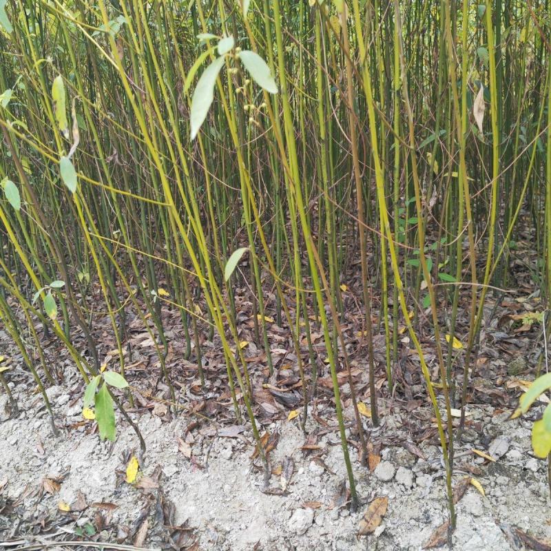 木姜子树苗香料煮鱼辣椒酱新鲜山鸡椒树四川贵州木浆子树