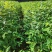 木姜子树苗香料煮鱼辣椒酱新鲜山鸡椒树四川贵州木浆子树