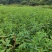 木姜子树苗香料煮鱼辣椒酱新鲜山鸡椒树四川贵州木浆子树