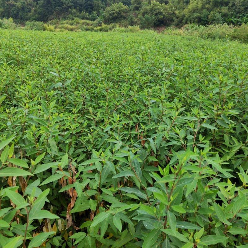 木姜子树苗香料煮鱼辣椒酱新鲜山鸡椒树四川贵州木浆子树