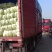 江苏基地黄心白菜大量供应，一毛二基地直发。
