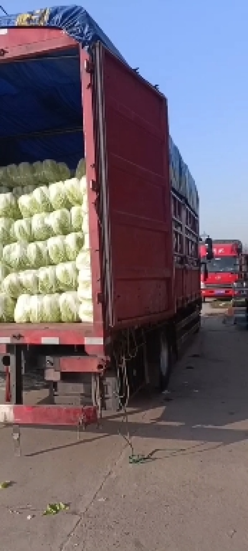 江苏基地黄心白菜大量供应，一毛二基地直发。