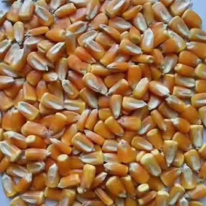大量出售新玉米