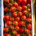 红罗曼串收口感西红柿一点不酸一手货源对接全国客商