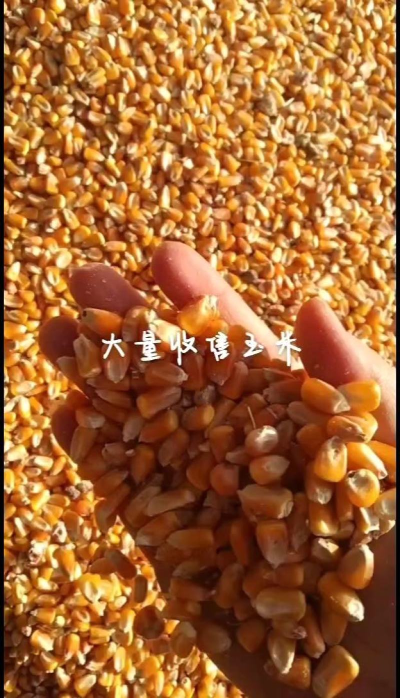 大量出售新玉米